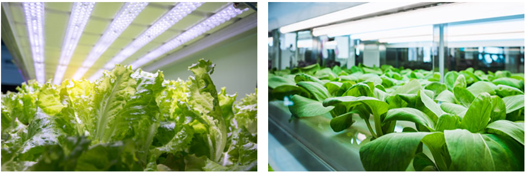 植物燈照明應用 植物燈照明應用